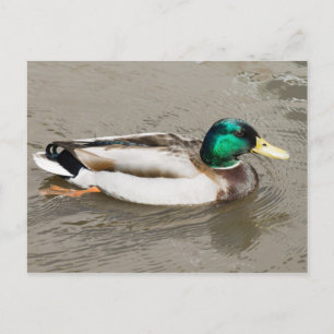 Mallard Postcard