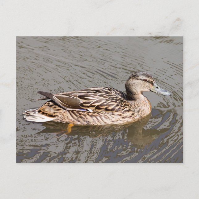 Mallard Postcard (Front)
