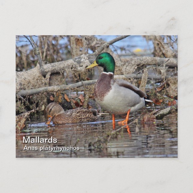 Mallard Postcard (Front)