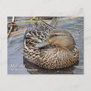 Mallard Postcard