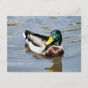 Mallard Postcard
