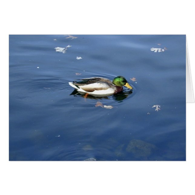 Mallard Shimmer card (Front Horizontal)
