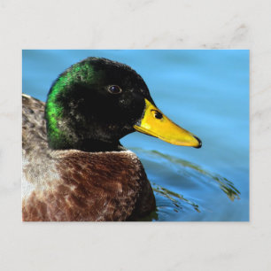 Mallard Up Close Postcard