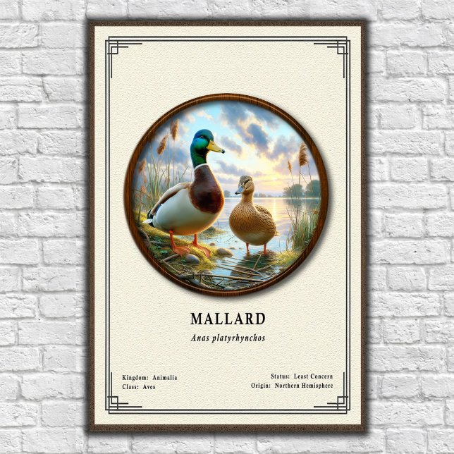 Mallard Zoology Series Poster (Creator Uploaded)
