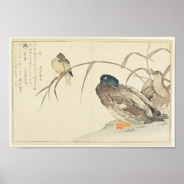 Mallards and a Kingfisher (Utamaro) Poster (Front)