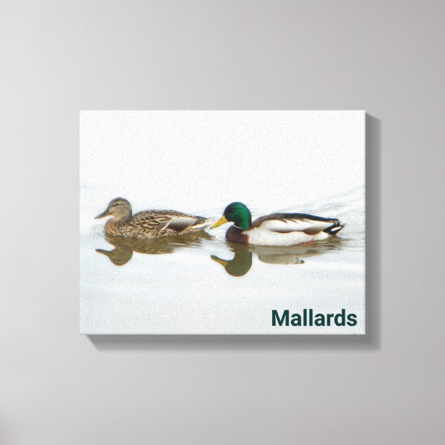 Mallards Canvas Print (Front)