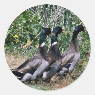 Mallards Classic Round Sticker