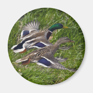 Mallards Flying Magnet