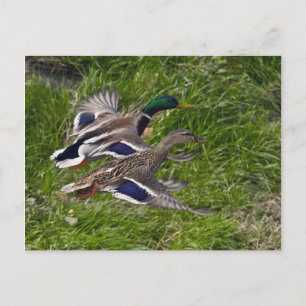Mallards Flying Postcard