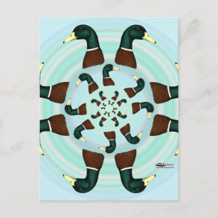 Mallards Galore! Postcard
