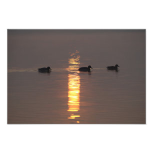 Mallards Photo Print