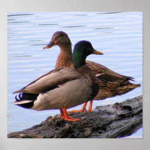 Mallards Poster
