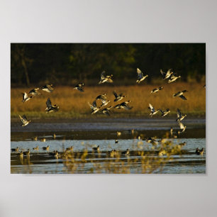 Mallards rising from water poster
