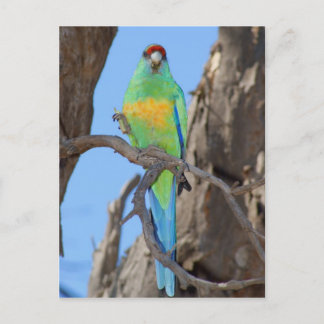 Mallee Ringneck Parrot Postcard