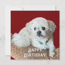 Malshi Birthday Card