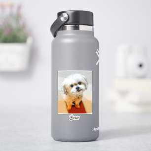 Malshi Dog