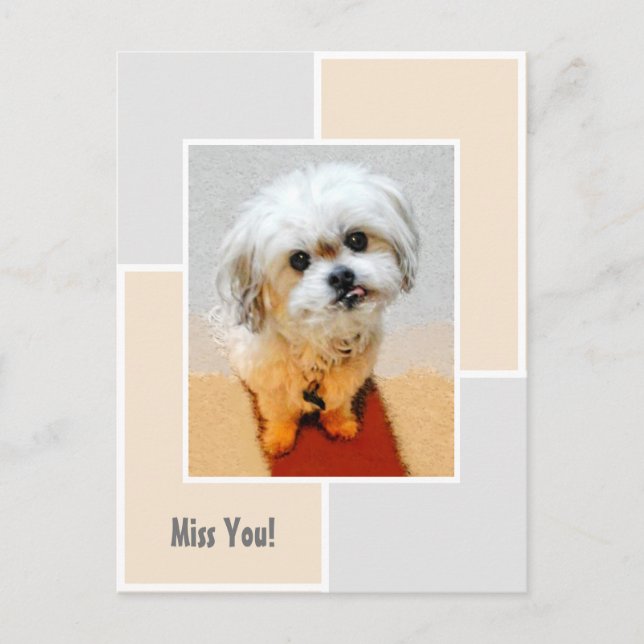 Malshi Dog Miss You Postcard (Front)