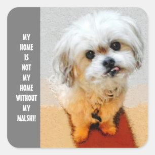 Malshi Dog Square Sticker