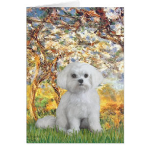 Maltese (12) - Spring