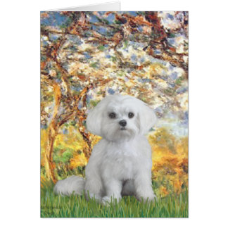 Maltese (12) - Spring
