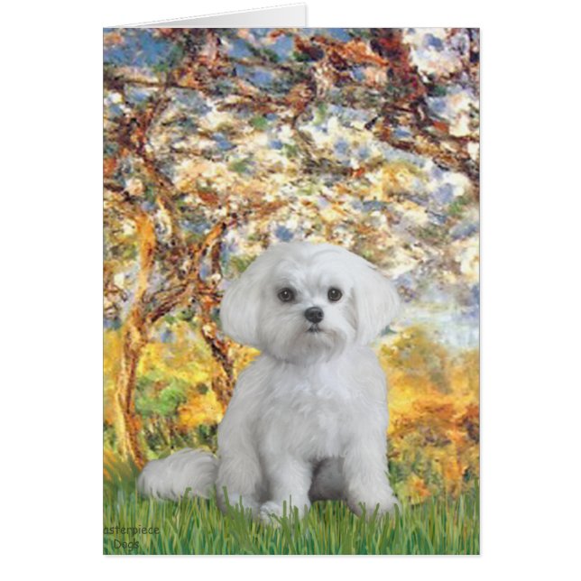 Maltese (12) - Spring (Front)