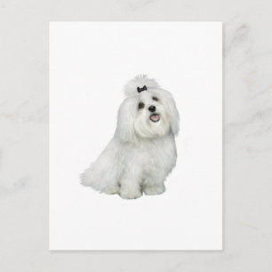 Maltese (A) - with top notch Postcard