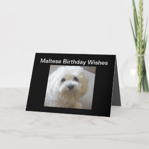 Maltese Birthday Wishes Greeting Card on Black