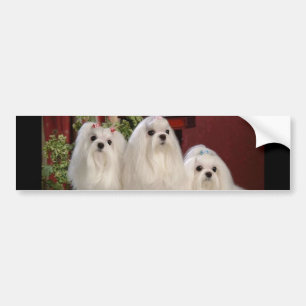 Maltese Bumper Sticker