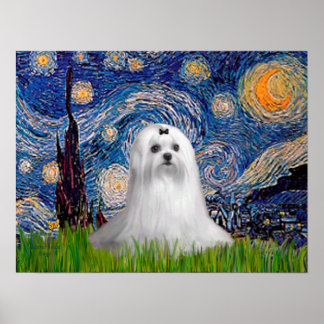 Maltese (C) - Starry Night Poster