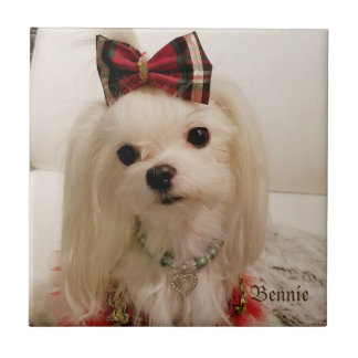 Maltese Ceramic tile