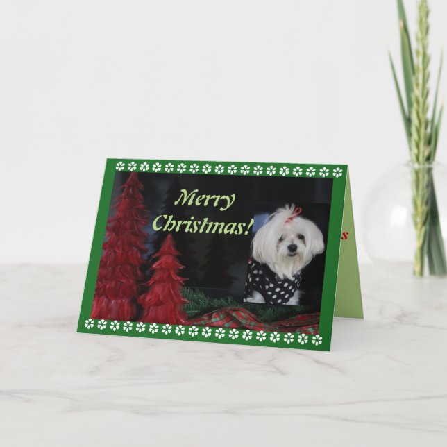 Maltese Christmas Holiday Card (Front)