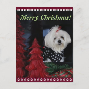 Maltese Christmas Holiday Postcard