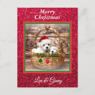 Maltese Christmas Puppies Template Postcard