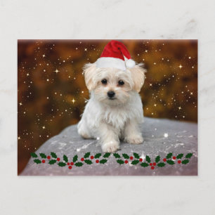 Maltese Christmas Puppy Postcard