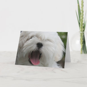 Maltese Dog Card