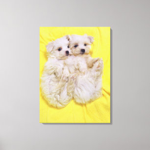 Maltese Dog; is a small breed of white dog that Canvas Print