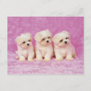 Maltese Dog; is a small breed of white dog that Postcard