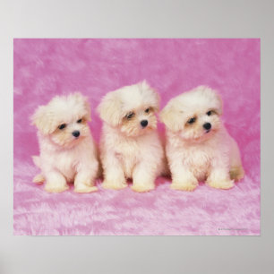 Maltese Dog; is a small breed of white dog that Poster