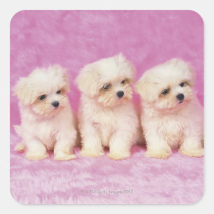 Maltese Dog; is a small breed of white dog that Square Sticker