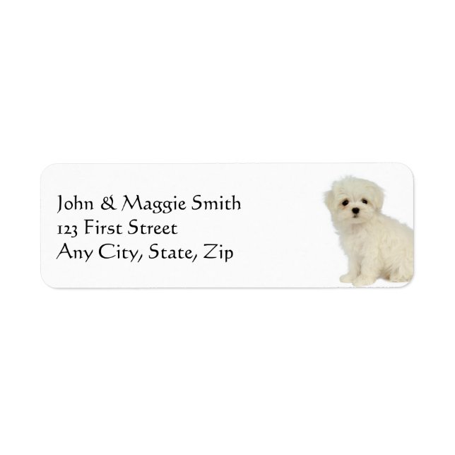 Maltese  Dog Pet Animal (Front)