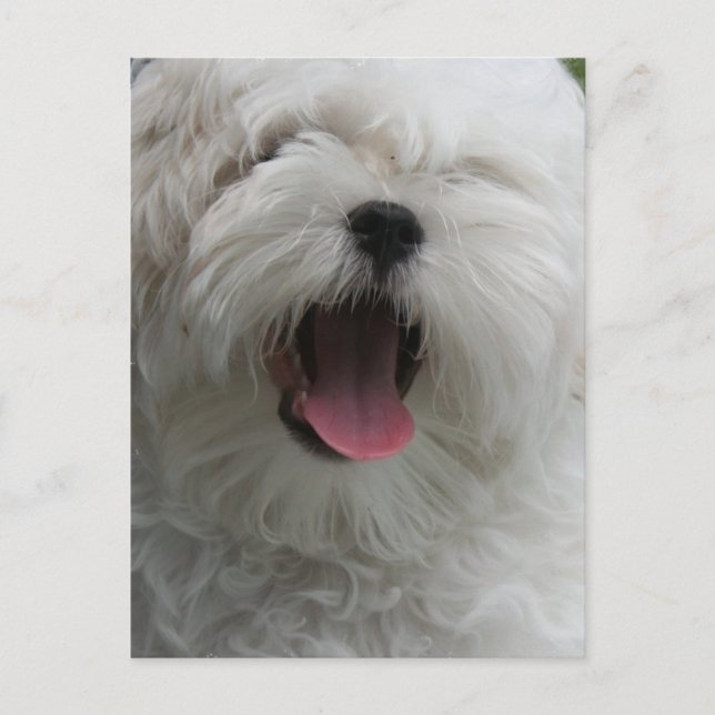 Maltese Dog Postcard (Front)