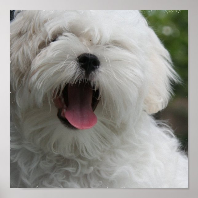 Maltese Dog Print (Front)