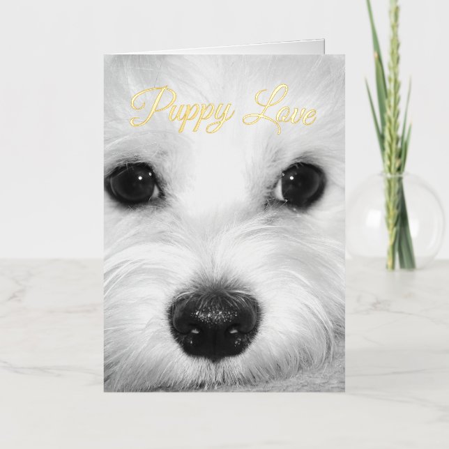 Maltese Dog Radiance Adorable Eyes & Nose Foil Greeting Card (Front)