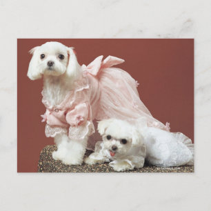 Maltese Dogs Postcard