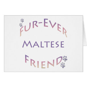 Maltese Furever