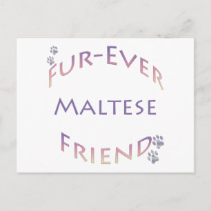 Maltese Furever Postcard