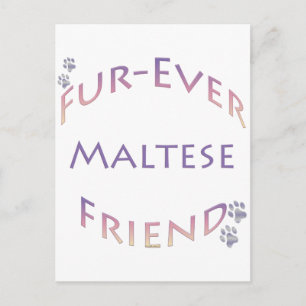 Maltese Furever Postcard