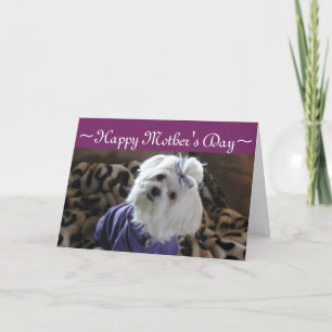 Maltese Gifts Card