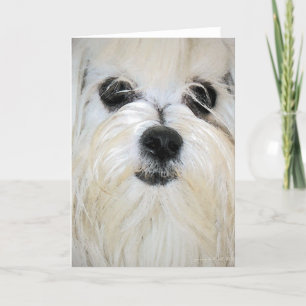 Maltese Greeting Card