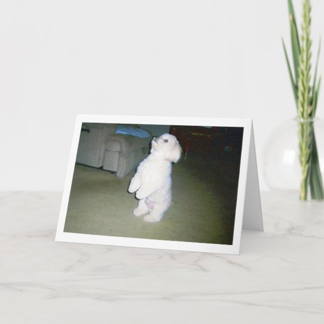 Maltese Happy Father's Day Card (Front)